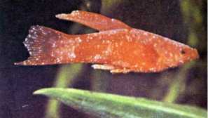 Болести по рибите, с неправилно хранене